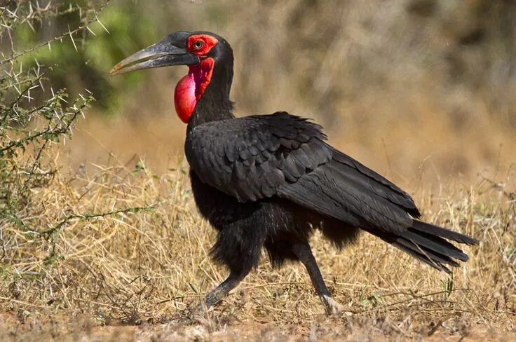 Птицы африки фото Southern Ground Hornbill - N. Namibia & Angola to N. South Africa, to Burundi & 