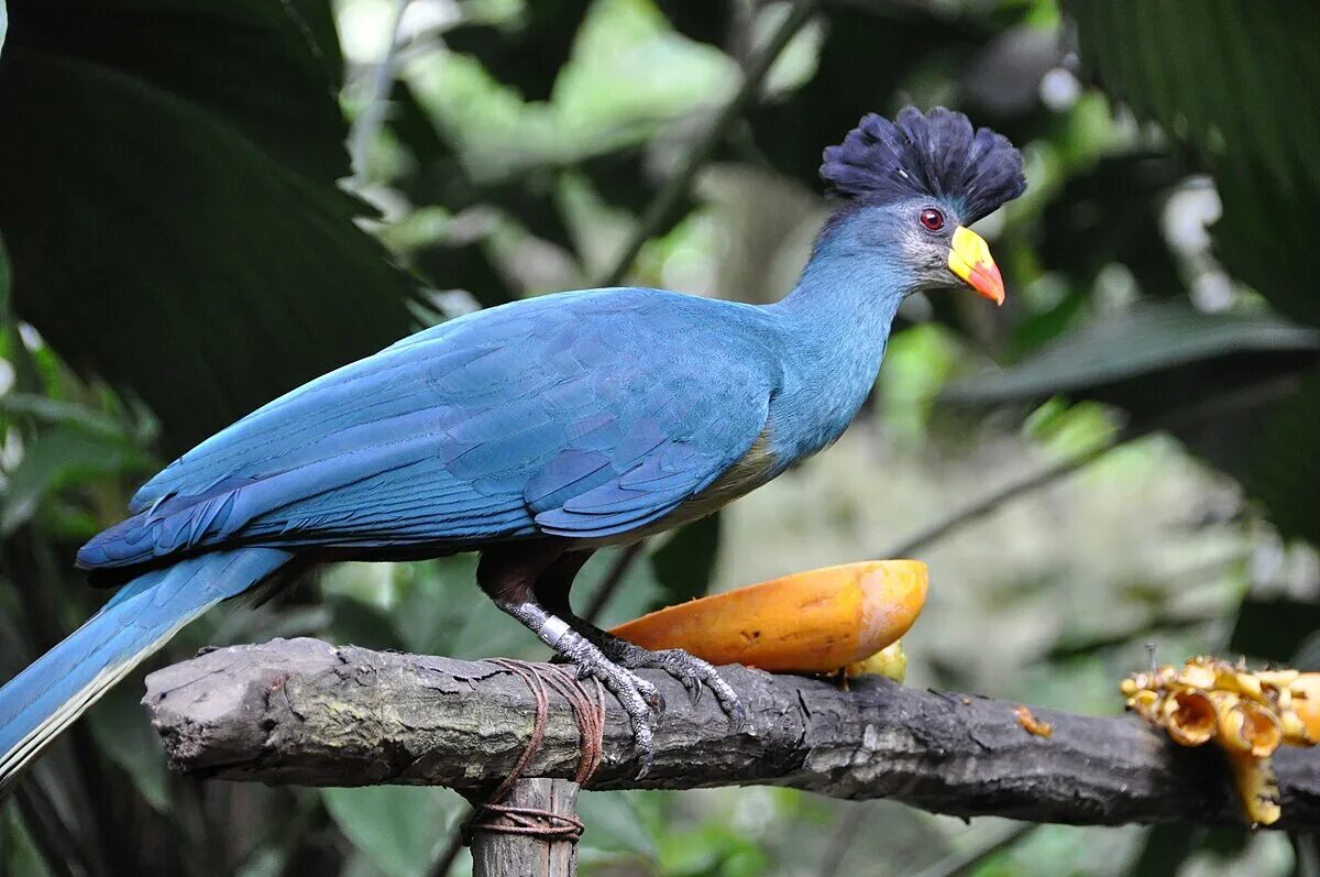 Птицы африки фото File:Corythaeola cristata -Jurong Bird Park, Singapore-8a.jpg - Wikipedia