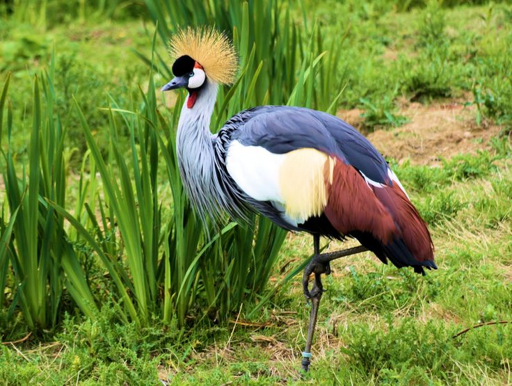 Птицы африки фото Grey+Crowned+Crane.JPG (1600 × 1207) Bird, Bird species, Different birds