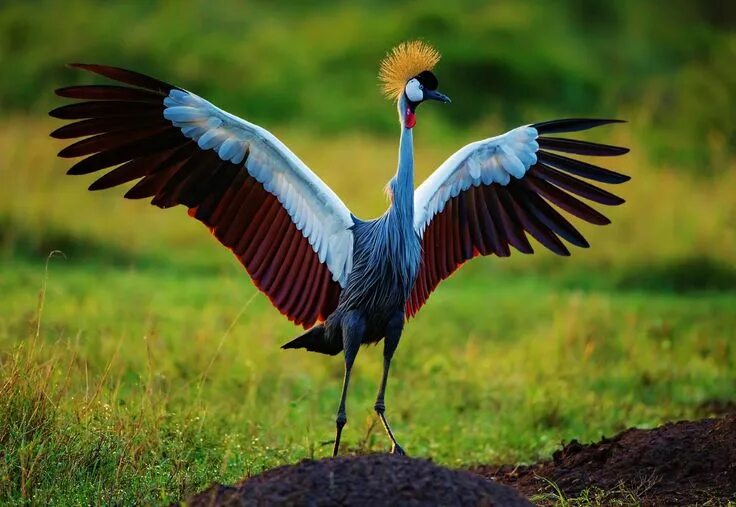 Птицы африки фото #Birds Grey crowned crane #Animal #Bird #Crane #Wildlife #Wings #1080P #wallpape