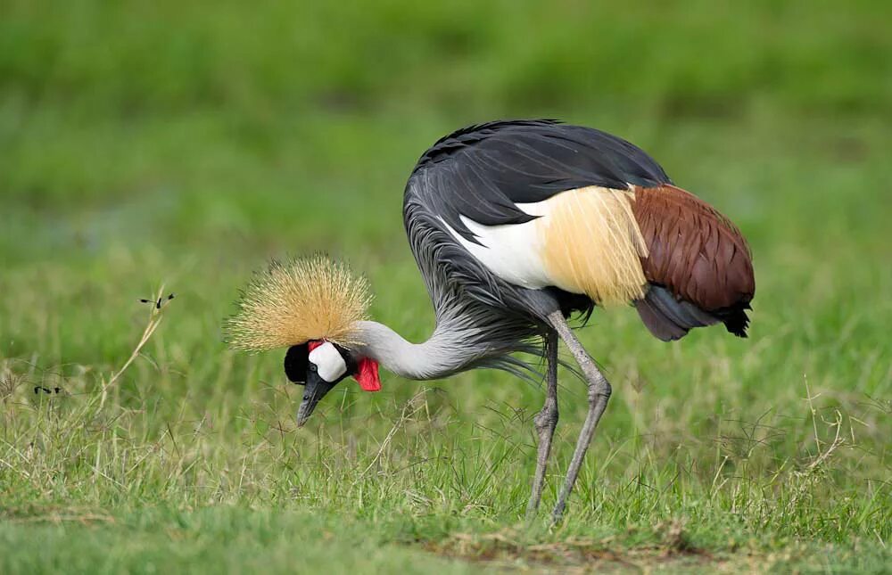 Птицы африки фото Birding Marsabit - Birds of Marsabit National Park