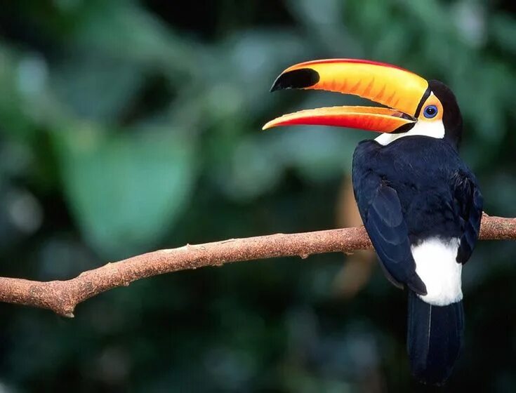 Птицы африки фото Toucan // Beautiful birds, Nature sounds, Most beautiful birds