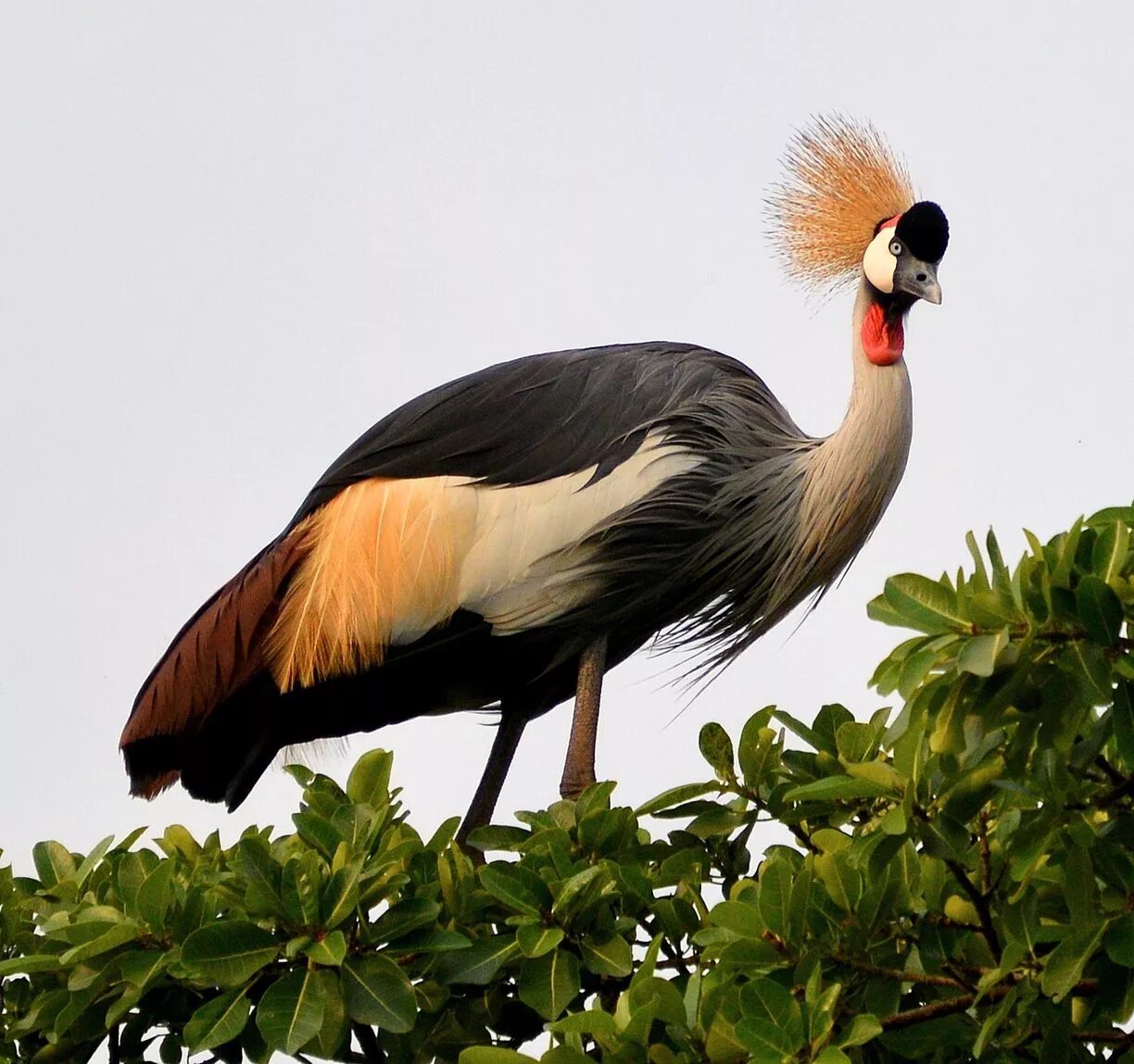 Toucan // Beautiful birds, Nature sounds, Most beautiful birds