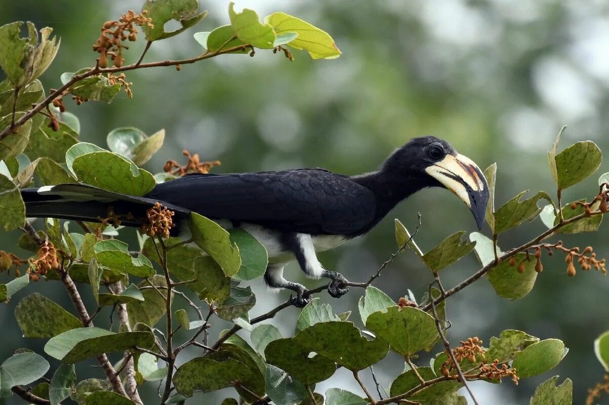 Птицы африки фото с названиями Pin by Ernesto Vallejos on Aves: Tucanes y hornbill Animals, Birds, African