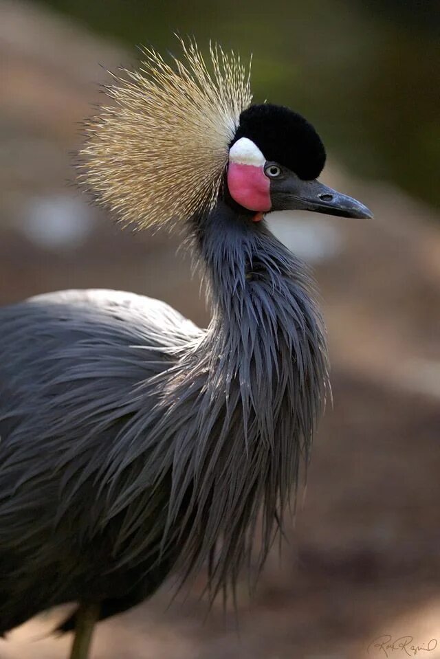 Птицы африки фото с названиями African Crowned Crane Most beautiful birds, Colorful birds, Exotic birds