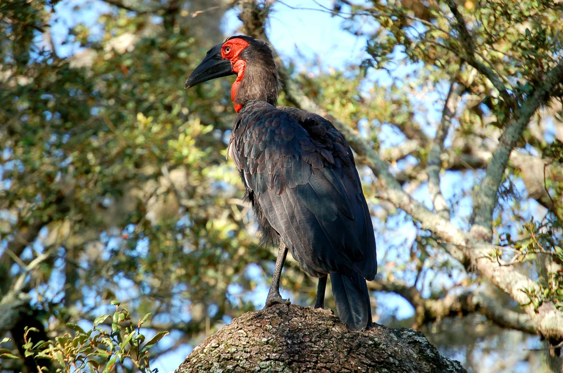 Птицы африки фото с названиями Southern Ground Hornbill free image download