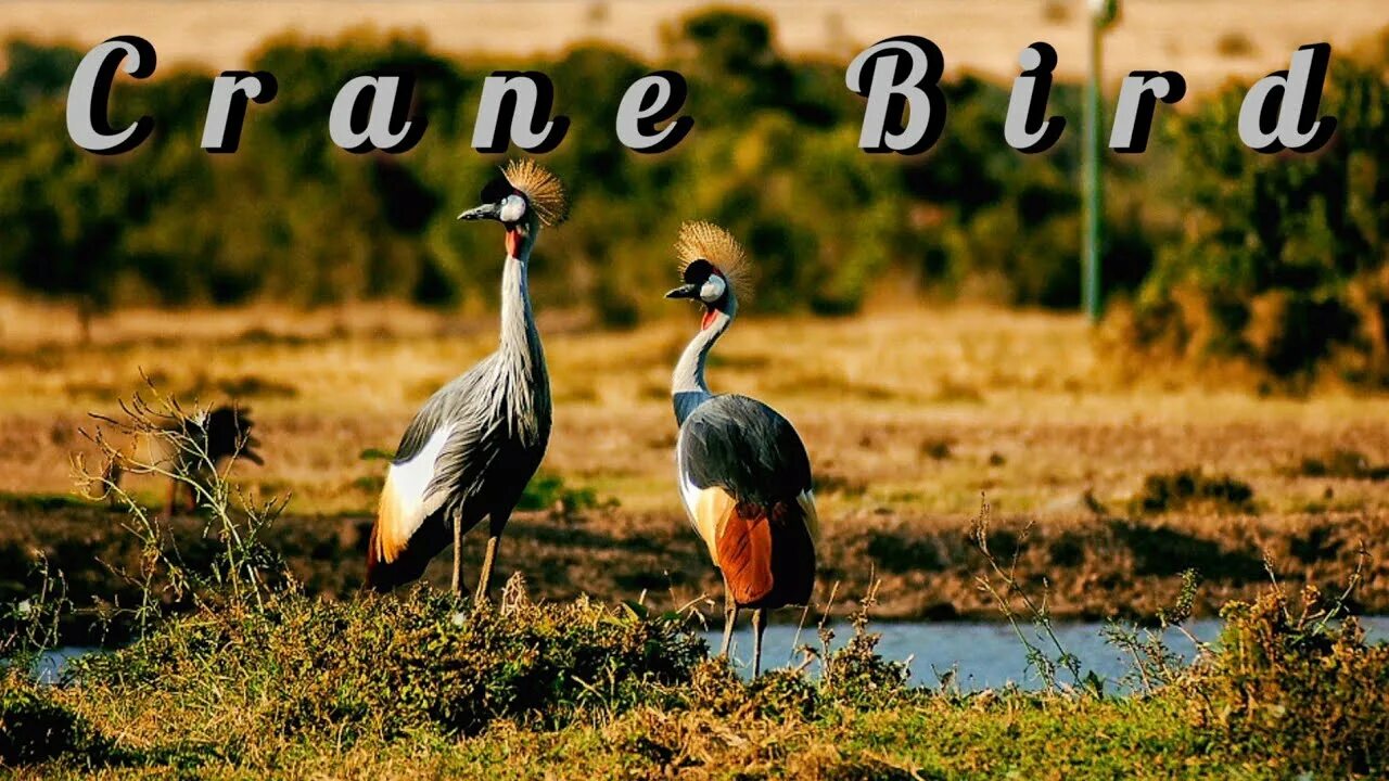 Птицы африки фото с названиями #Crane #Bird Crane Bird In The World Endangered Bird Common Crane - YouTube