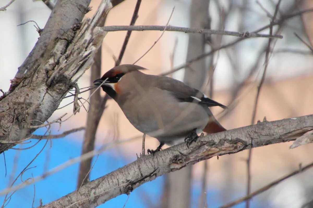 Птицы алтайского края фото Bohemian Waxwing (Bombycilla garrulus). Birds of Siberia.