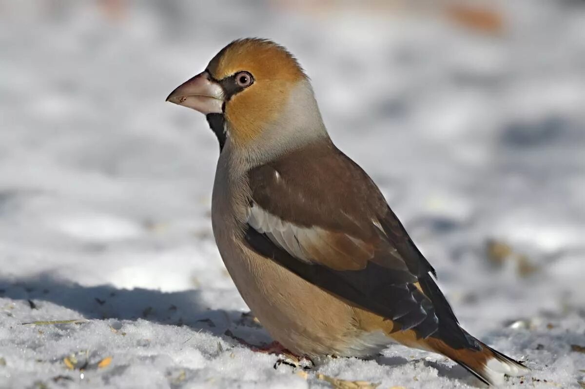 Птицы алтайского края фото Hawfinch (Coccothraustes coccothraustes). Birds of Siberia.