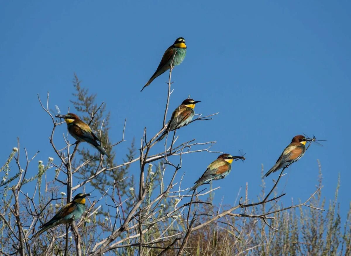 Птицы алтайского края фото European Bee-eater (Merops apiaster). Birds of Siberia.