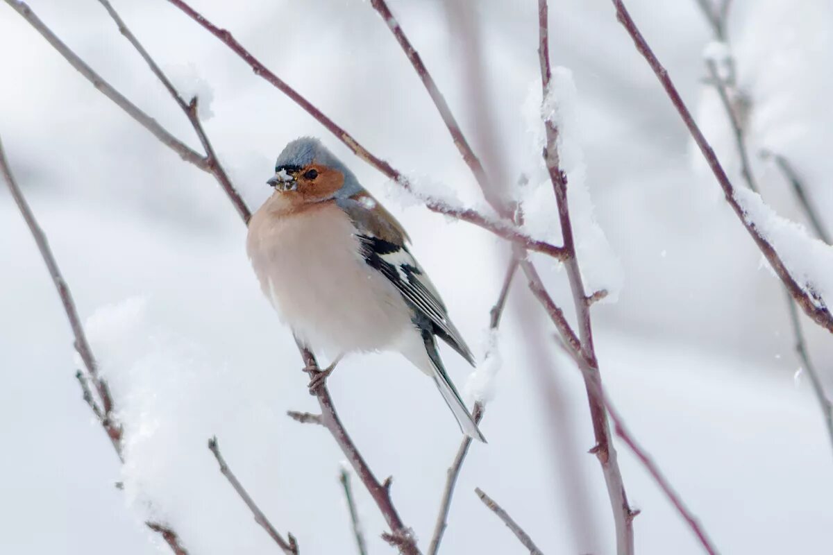 Птицы алтайского края фото Common Chaffinch (Fringilla coelebs). Birds of Siberia.