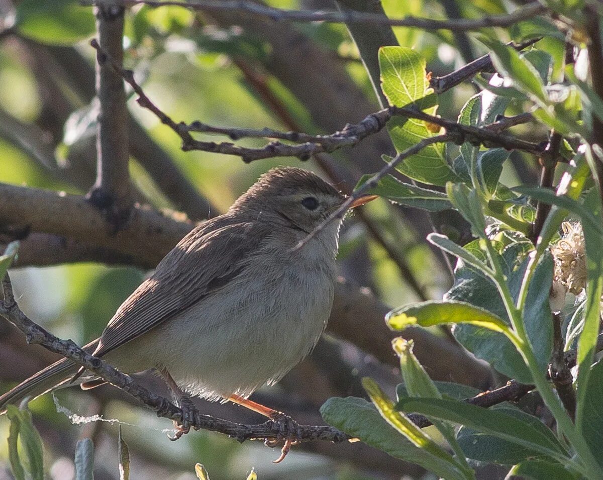 Птицы алтайского края фото Booted Warbler (Hippolais caligata). Birds of Siberia.