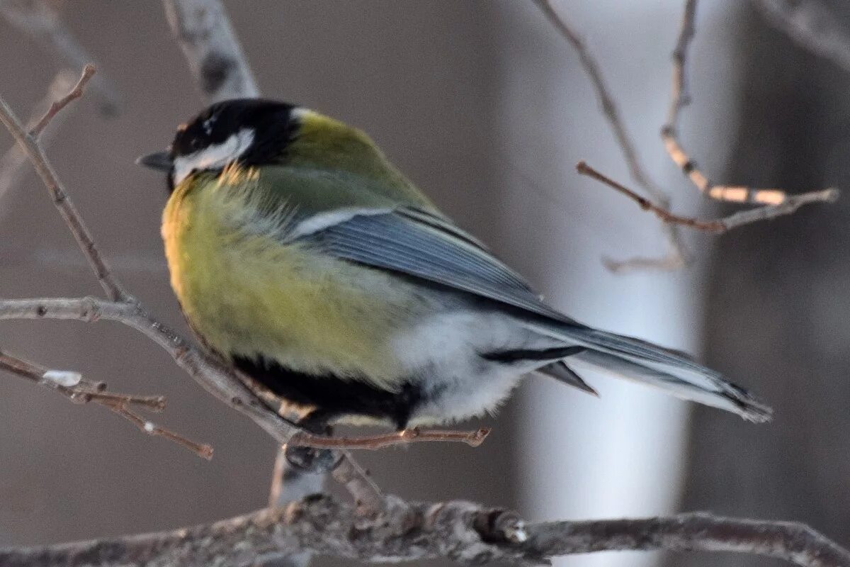 Птицы алтайского края фото Большая синица (Parus major). Птицы Сибири.