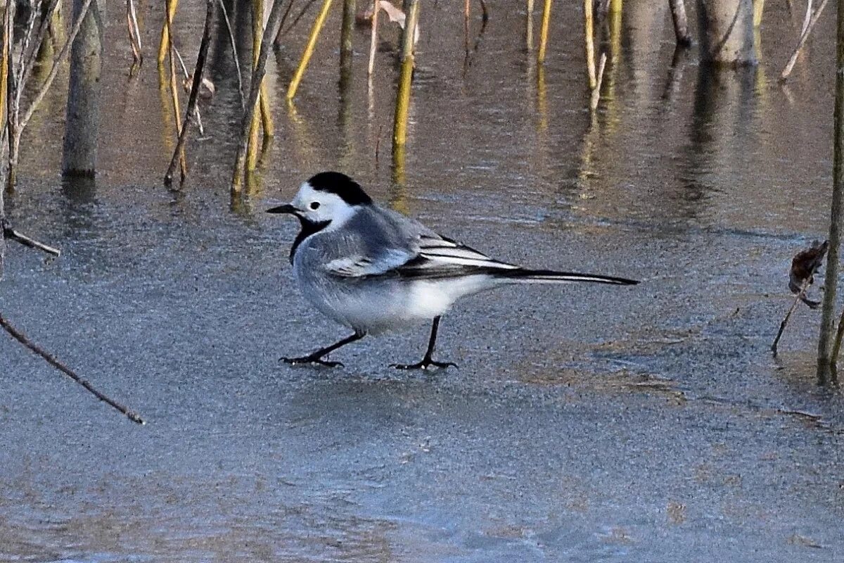 Птицы алтайского края фото White Wagtail (Motacilla alba). Birds of Siberia.