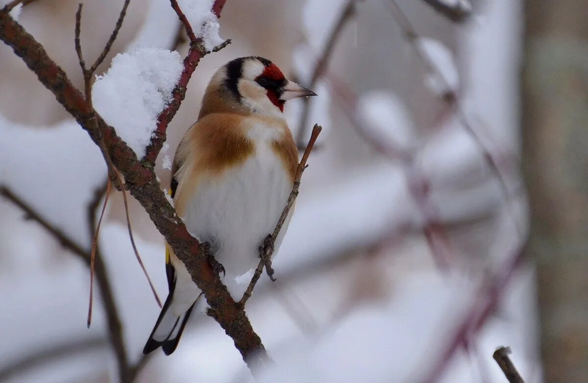 Птицы алтайского края фото и названия Eurasian Goldfinch (Carduelis carduelis). Birds of Siberia.