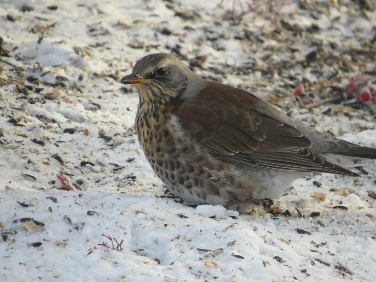 Птицы алтайского края фото и названия Fieldfare (Turdus pilaris). Birds of Siberia.