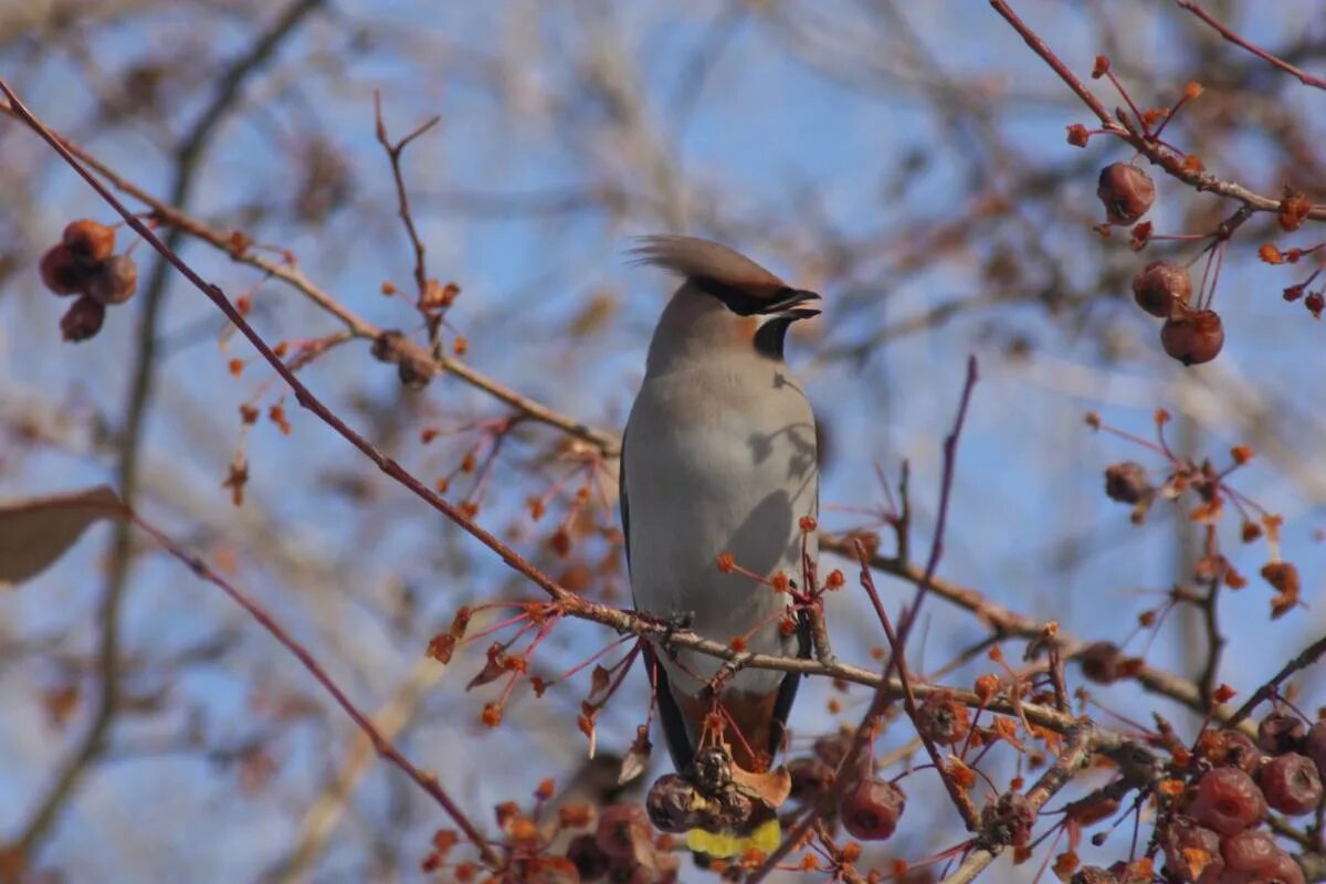 Птицы алтайского края фото и названия Bohemian Waxwing (Bombycilla garrulus). Birds of Siberia.