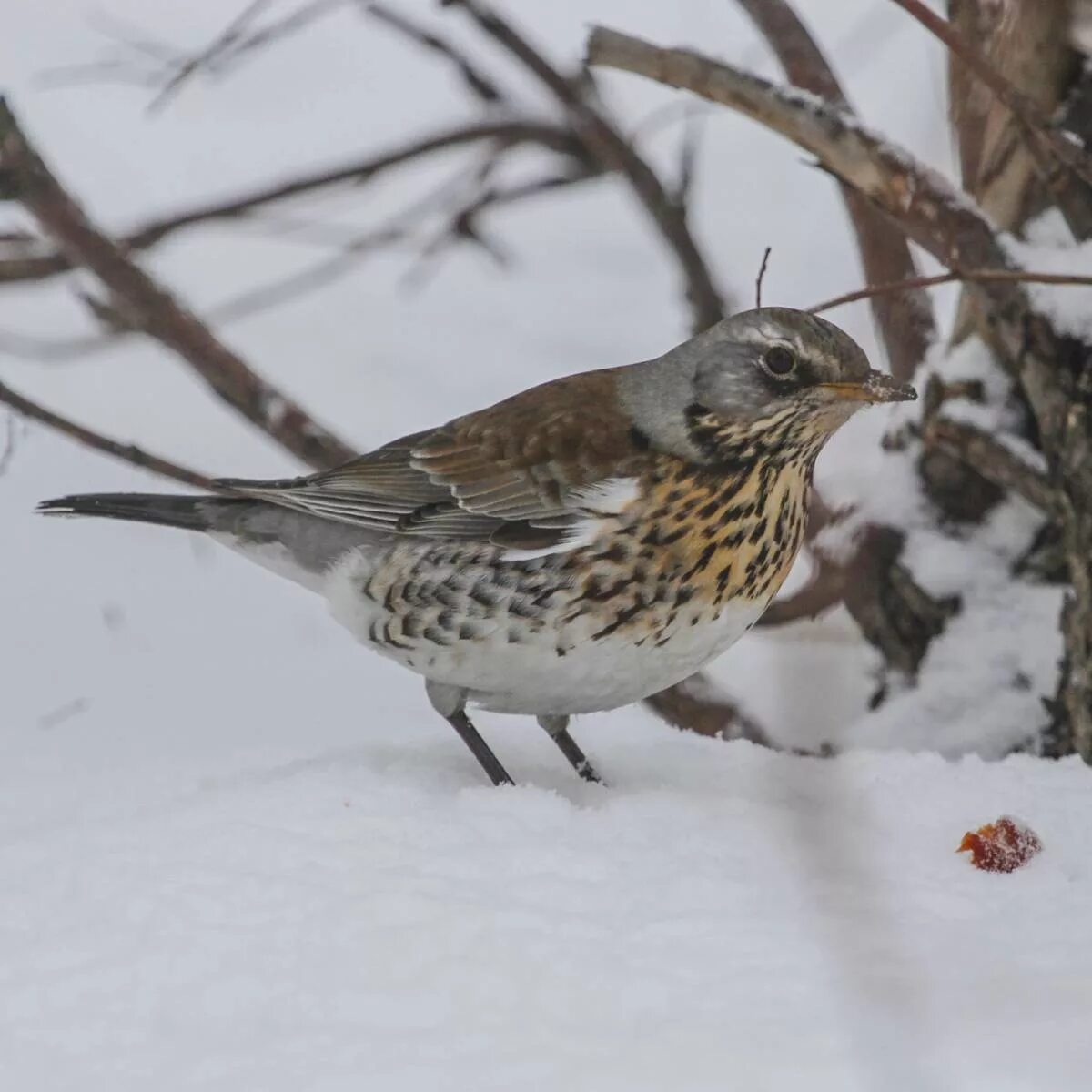 Птицы алтайского края фото и названия Рябинник (Turdus pilaris). Птицы Сибири.