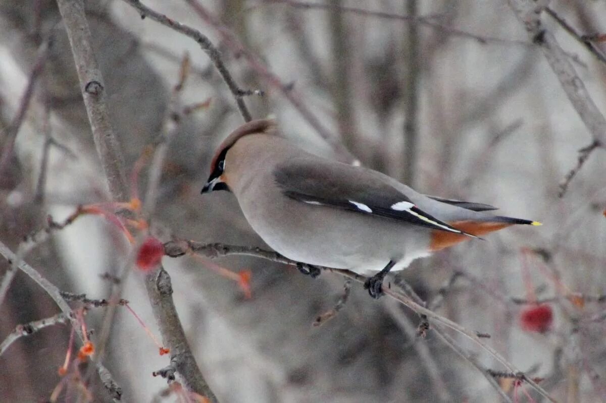 Птицы алтайского края фото и названия Bohemian Waxwing (Bombycilla garrulus). Birds of Siberia.