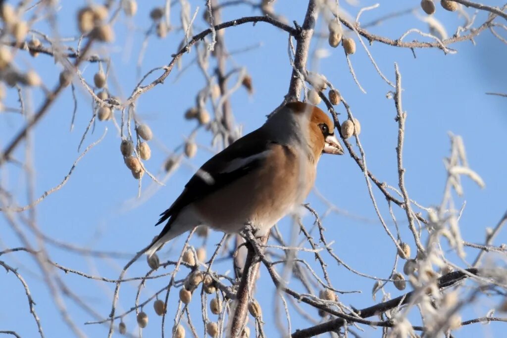 Птицы алтайского края фото и названия Hawfinch (Coccothraustes coccothraustes). Birds of Siberia.