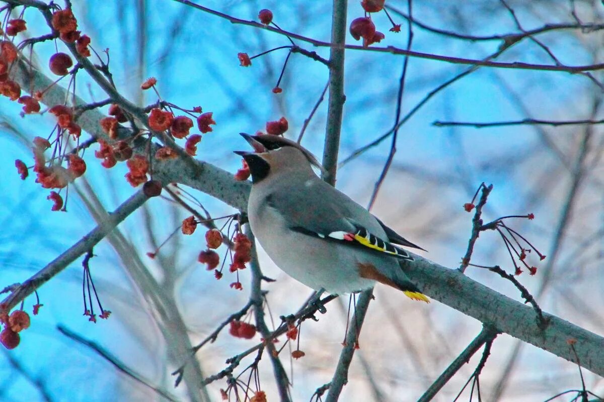 Птицы алтайского края фото и названия Bohemian Waxwing (Bombycilla garrulus). Birds of Siberia.