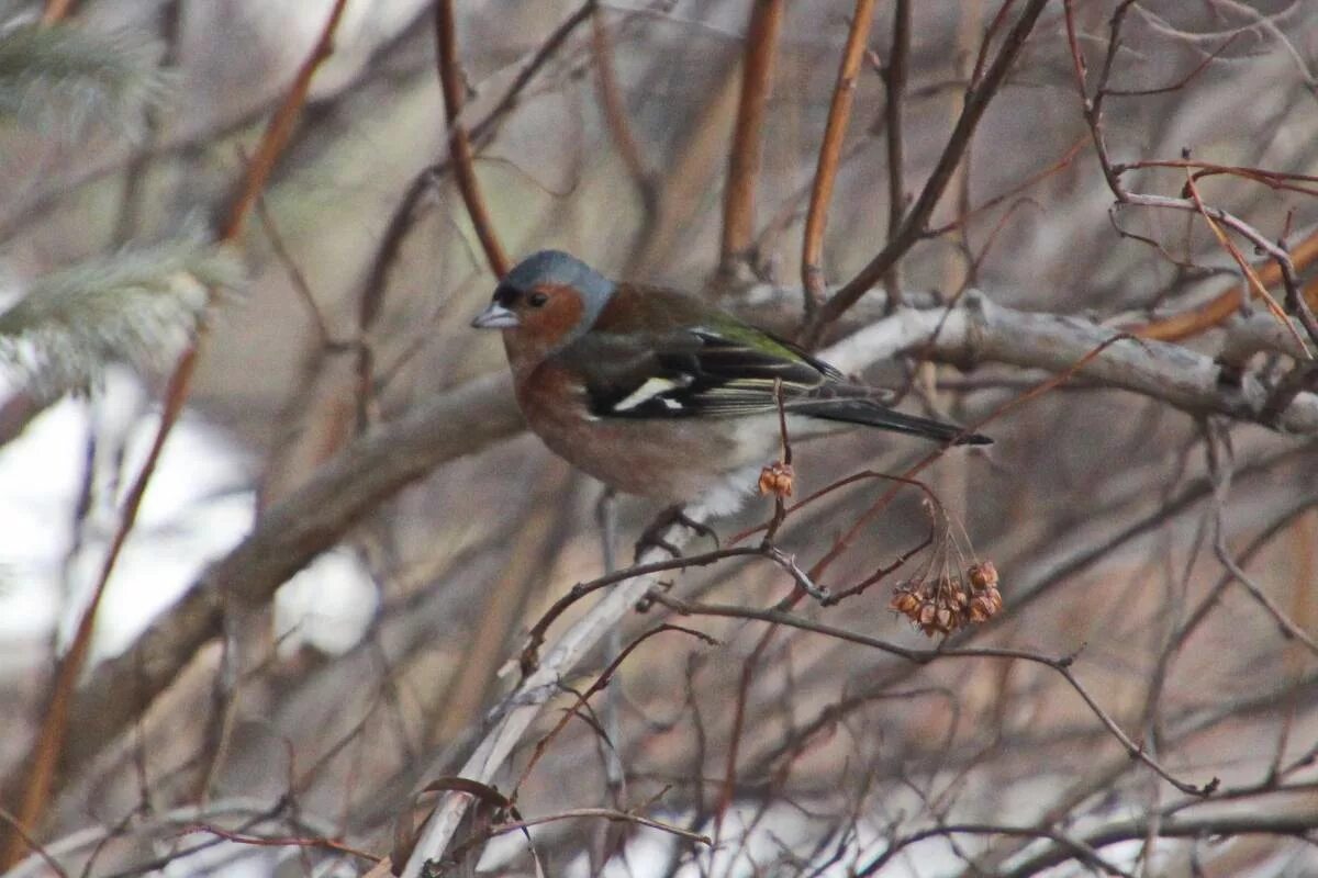 Птицы алтайского края фото и названия Common Chaffinch (Fringilla coelebs). Birds of Siberia.