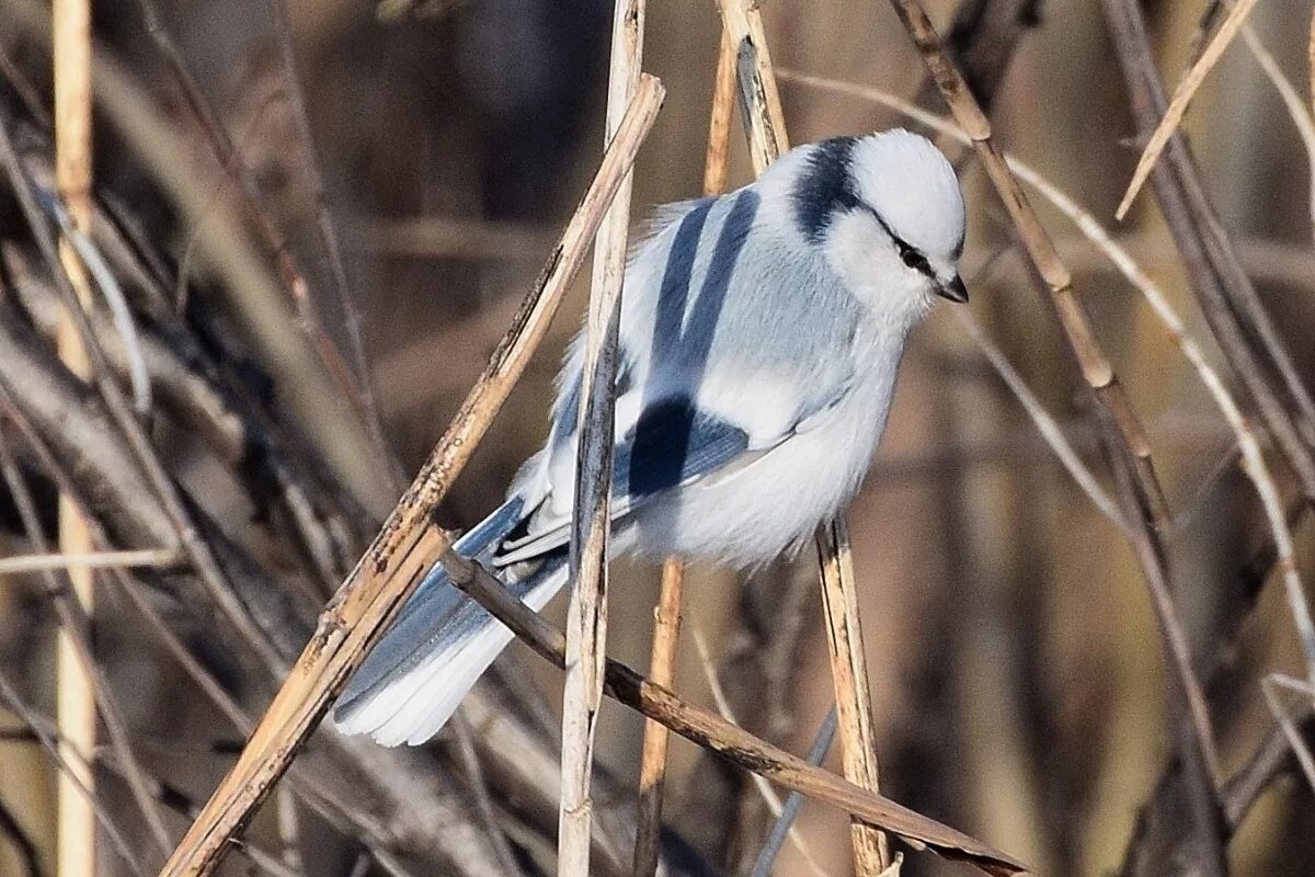 Птицы алтайского края фото и названия Azure Tit (Parus cyanus). Birds of Siberia.