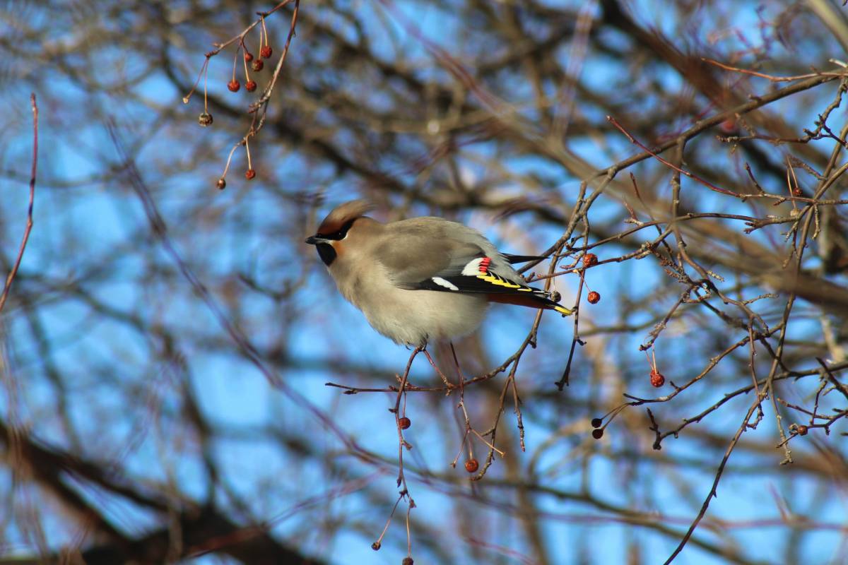 Птицы алтайского края фото и названия Bohemian Waxwing (Bombycilla garrulus). Birds of Siberia.