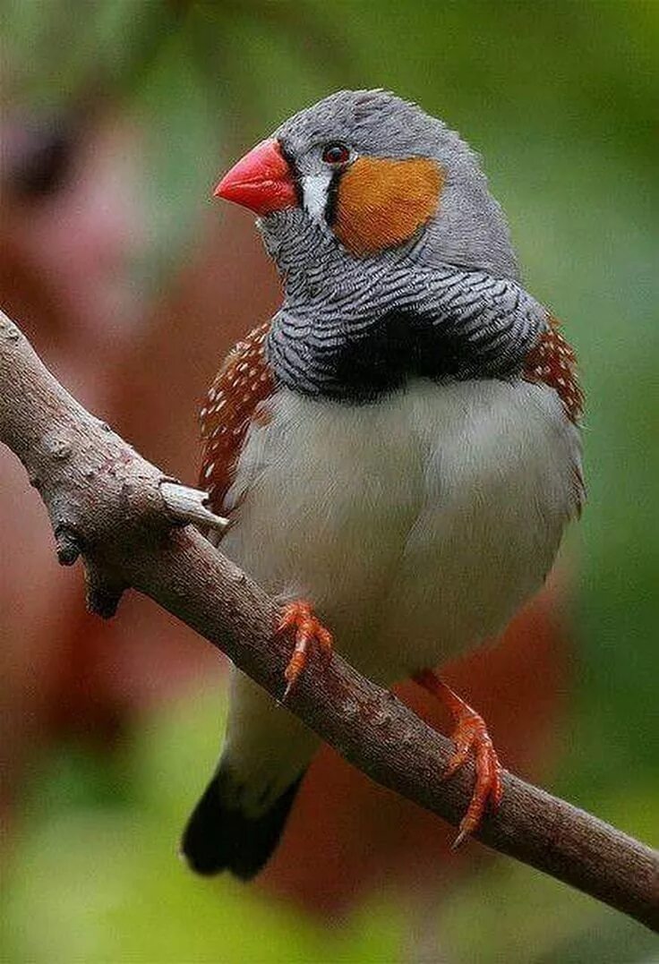 Птицы амадины фото Pin by selma ribeiro on Pássaros Finches bird, Zebra finch, Beautiful birds