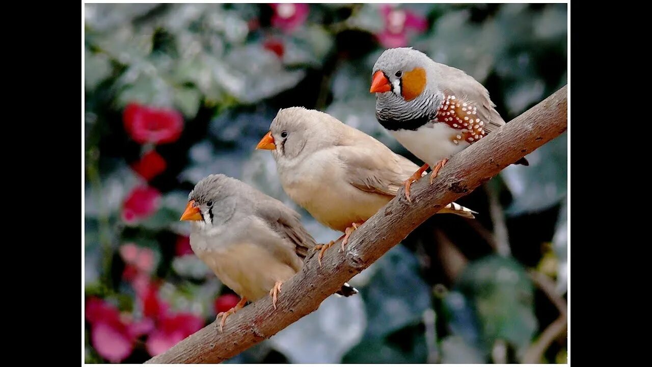 Птицы амадины фото Animal planet : Chant oiaseau mandarin diamant zebra finch HD - YouTube