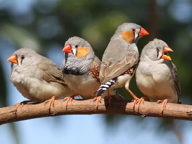 Птицы амадины фото Zebra Finch - Taeniopygia guttata Zebra finch, Finches bird, Finch