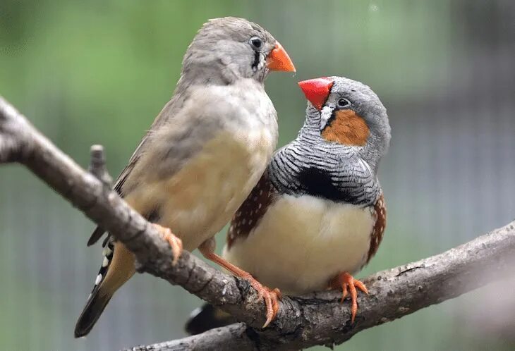 Птицы амадины фото Ciri Burung Zebra Finch Serta Perbedaan Jantan dan Betina Betina, Burung, Zebra