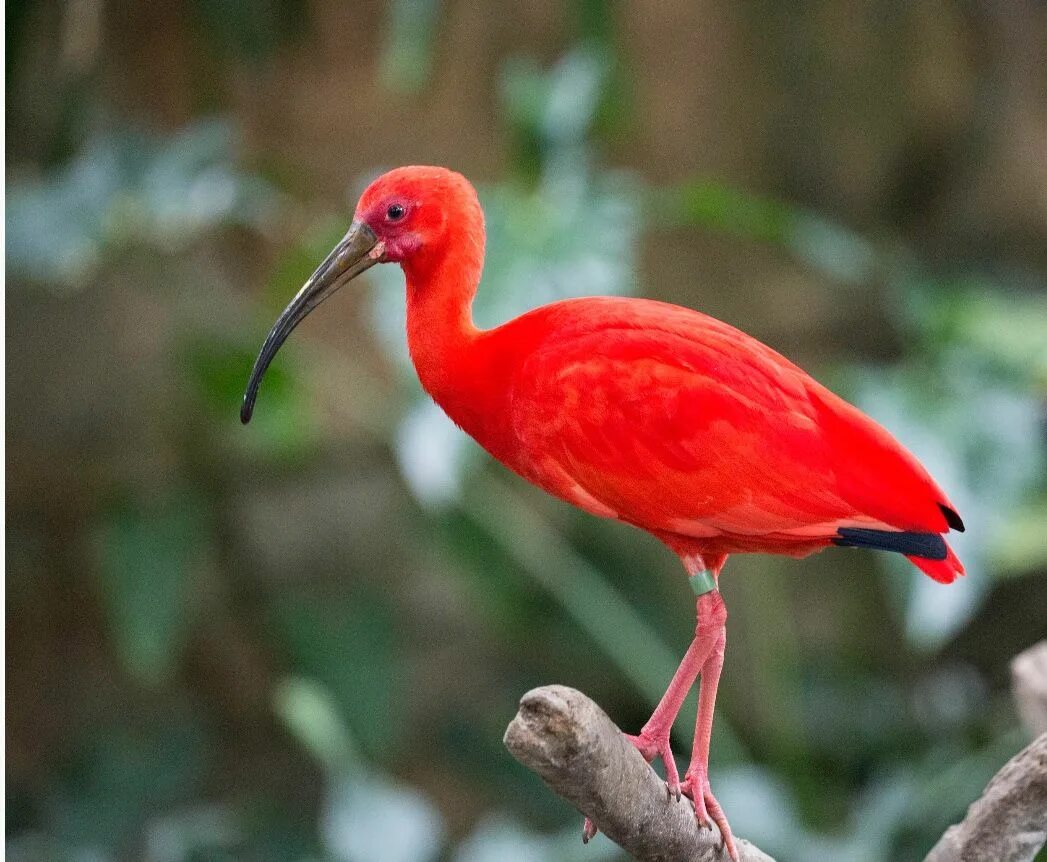 Птицы америки фото с названиями Scarlet Ibis Beautiful birds, Our national bird, Work with animals