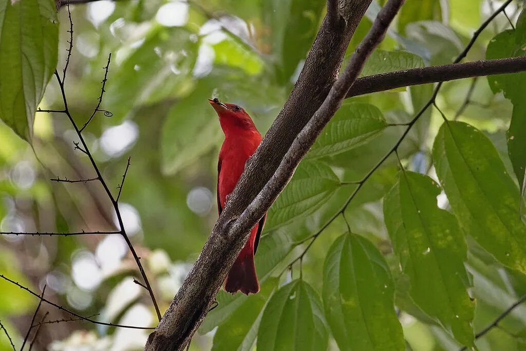 Птицы америки фото с названиями Алая пиранга, Piranga rubra, Summer Tanager Costa Rica, Ar. Flickr