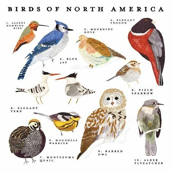 Птицы америки фото с названиями North American Birds and Tutorial Requests Bird prints, Birds, Bird art