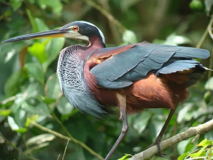 Птицы америки фото с названиями Agami Heron (Agamia agami) Sea birds, Beautiful birds, Heron