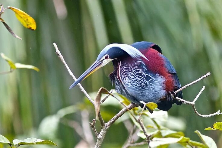 Птицы америки фото с названиями Agami Heron Beautiful birds, Birds, Bird photo