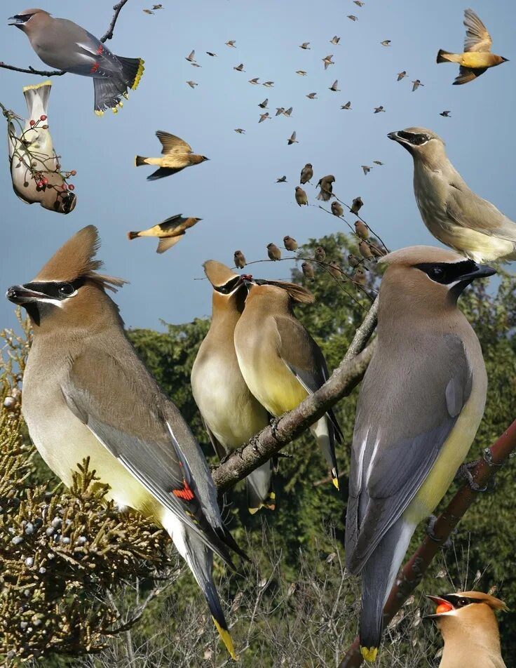 Птицы америки фото с названиями Cedar Waxwings in Eastern Birds Guide