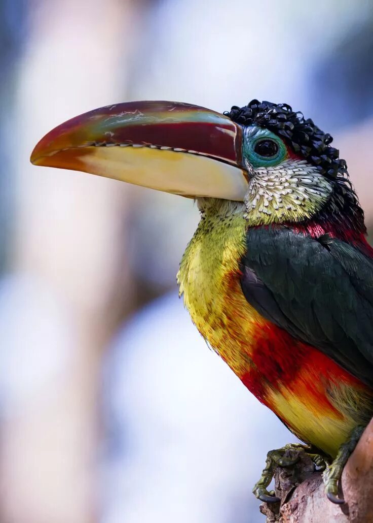 Птицы америки фото с названиями Vibrant Curl-Crested Aracari in the Amazon Basin