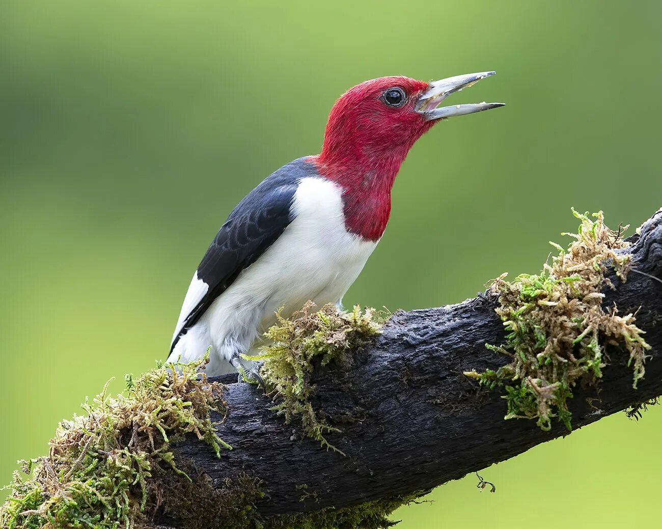 Птицы америки фото с названиями Red-headed woodpecker -Красноголовый меланерпес. Фотограф Etkind Elizabeth