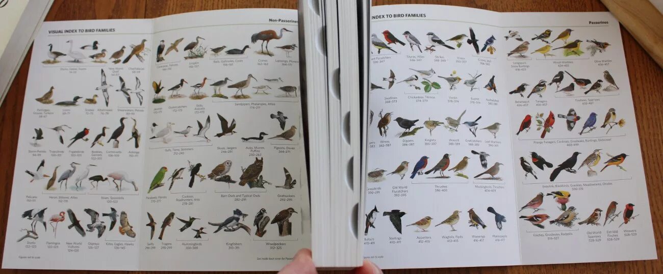 Птицы америки фото с названиями National Geographic Illustrated Birds of North America, Folio, north american bi