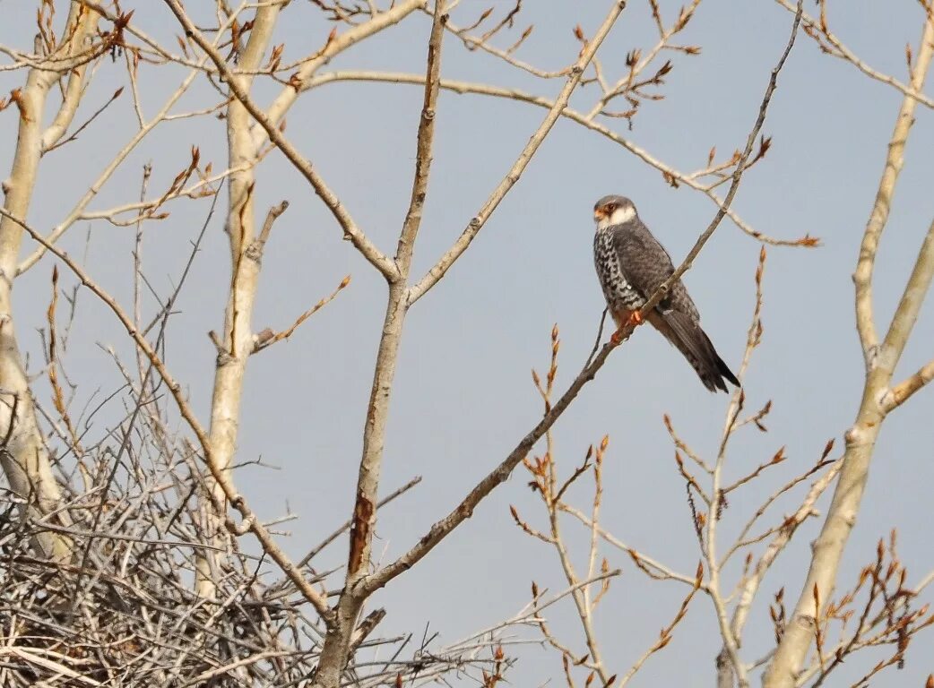 Птицы амурской области фото и название Амурский кобчик (Falco amurensis). Птицы Сибири.