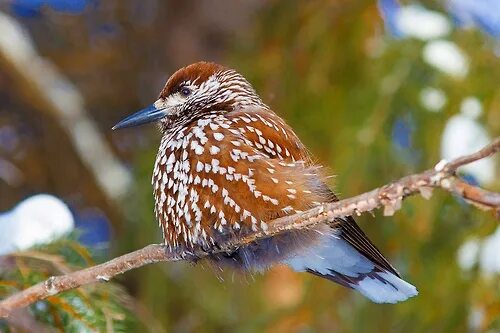 Птицы архангельской области фото emuwren Pet birds, Beautiful birds, Birds