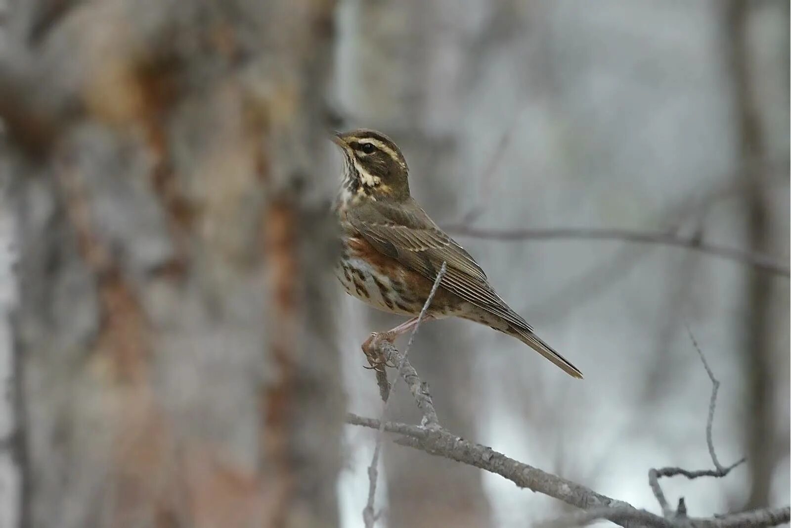 Птицы архангельской области фото с названиями Redwing (Turdus iliacus). Birds of Siberia.