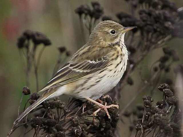 Птицы архангельской области фото с названиями лесные Meadow Pipit (Anthus pratensis). Photo Gallery.Birds of Kazakhstan.