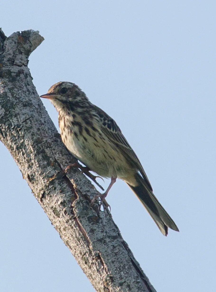 Птицы архангельской области фото с названиями лесные Tree Pipit (Anthus trivialis). Birds of Siberia.