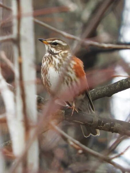 Птицы архангельской области фото с названиями лесные Белобро́вик (Turdus iliacus Linnaeus, дрозд-белобро́вик, дрозд-оре́ховник) , Тюмень