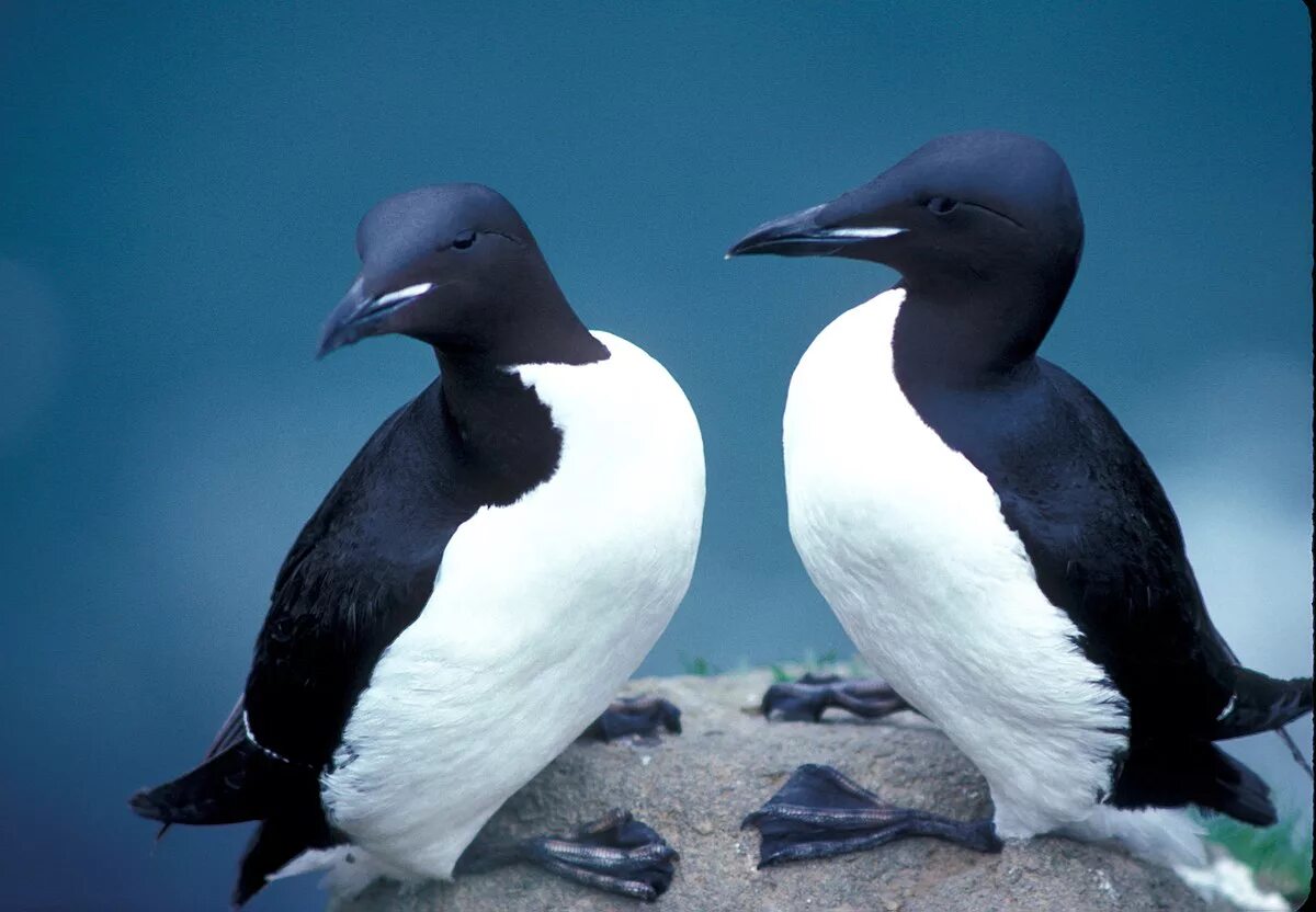 Птицы арктики фото Файл:Thick-billed Murres in Alaska refuge.jpg - Википедия