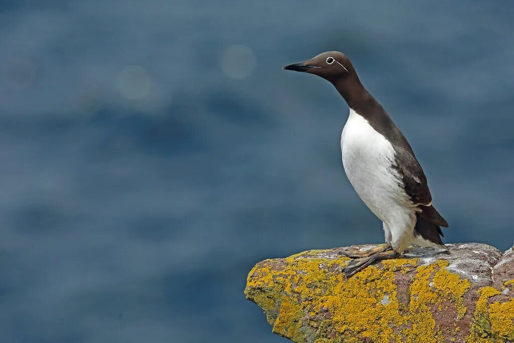 Птицы арктики фото Common Guillemot, Handa Island, Highland, Scotland Flickr