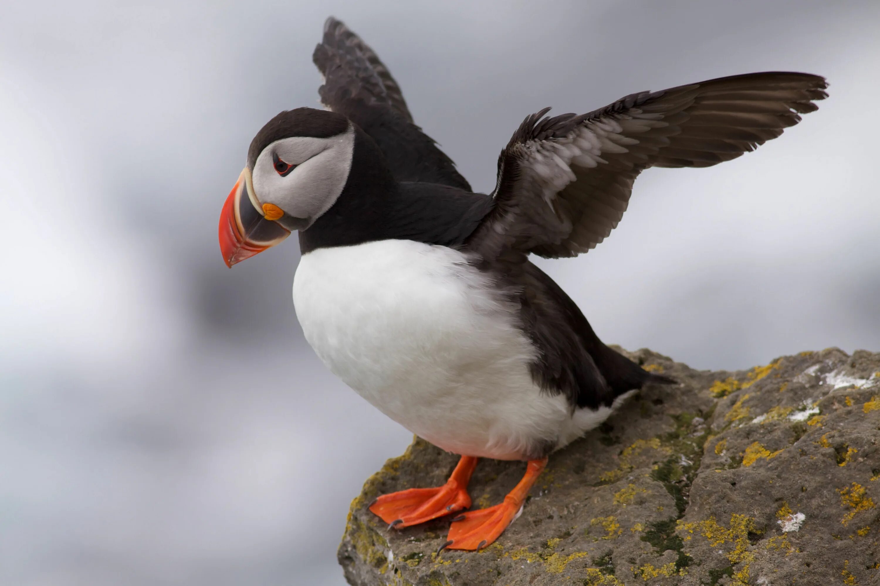 Птицы арктики фото Funny birds, Beautiful birds, Puffins bird